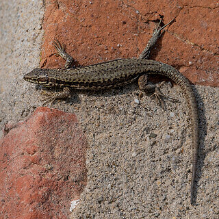 Grinzane Cavour - Wall lizard